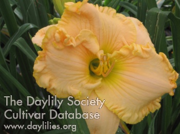Daylily Sparks Sweet Summer Breeze